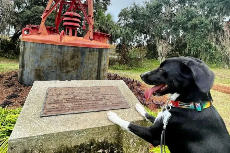 Dog jumping on a plaque explaining the story of the Port Royal Traveling Buoy.
