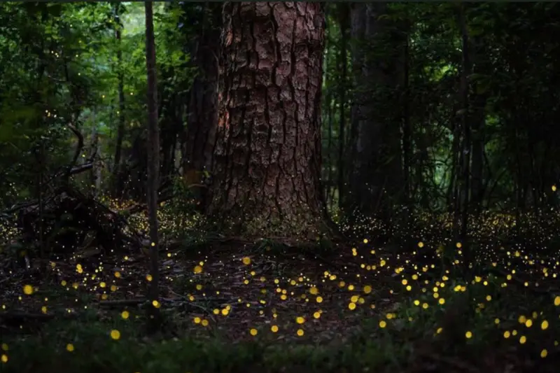 Synchronous fireflies at Congaree National Park