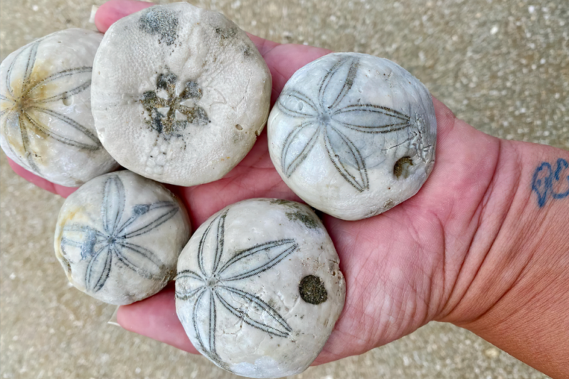 Sea biscuit fossils on Holden Beach NC