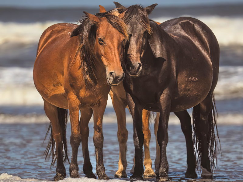 Banker ponies on Carova Beach NC