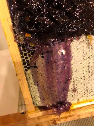 purple hive