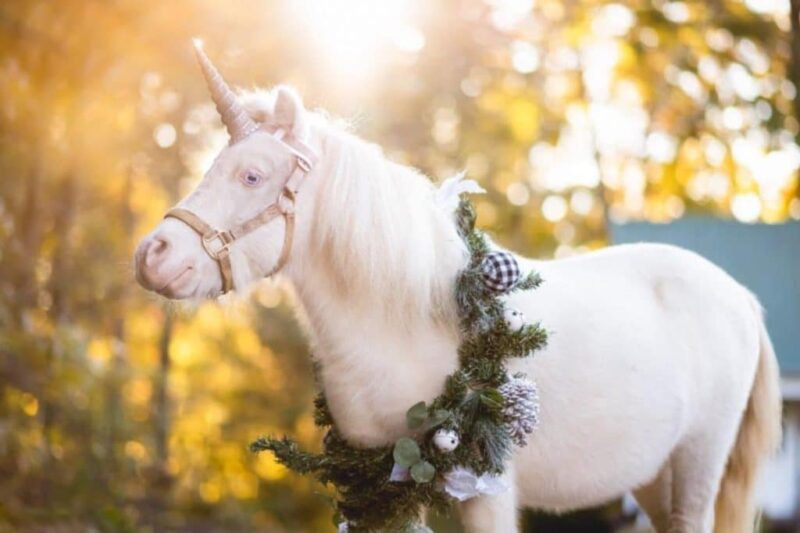 Unicorn at the unicorn farm in SC