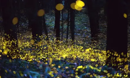 Synchronous Fireflies at Congaree: Witness the Spectacular Spring Phenomenon May 16-25