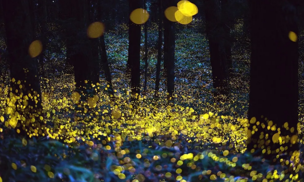 Synchronous Fireflies at Congaree: Witness the Spectacular Spring Phenomenon May 16-25
