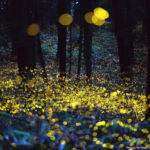 Synchronous Fireflies at Congaree: Witness the Spectacular Spring Phenomenon May 16-25