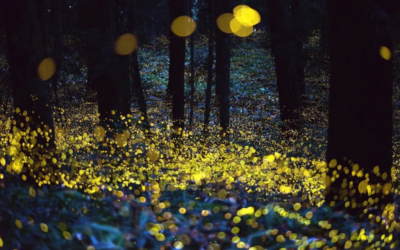 Synchronous Fireflies at Congaree: Witness the Spectacular Spring Phenomenon May 16-25