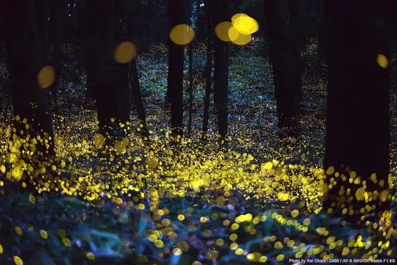 synchronous fireflies viewing at Congaree National Park