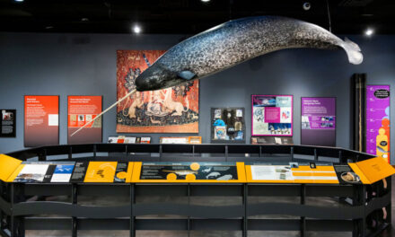 Narwhals In SC? Visit The Unicorn Of The Sea In Greenville!