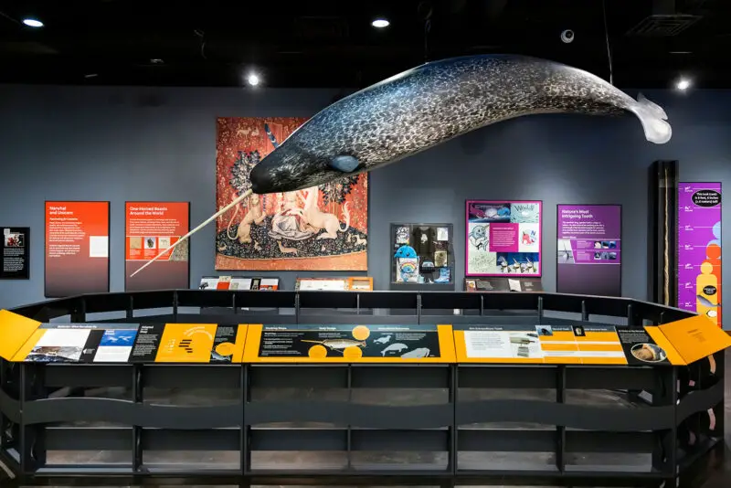 A display of a narwhal aka unicorn of the sea in Greenville