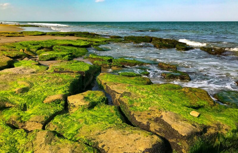 Coquina outcrop