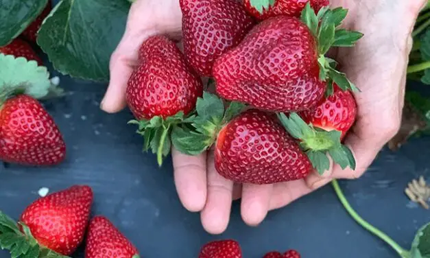 Berry Bliss: Savoring the Sweetness of Pender County’s Strawberry Fields