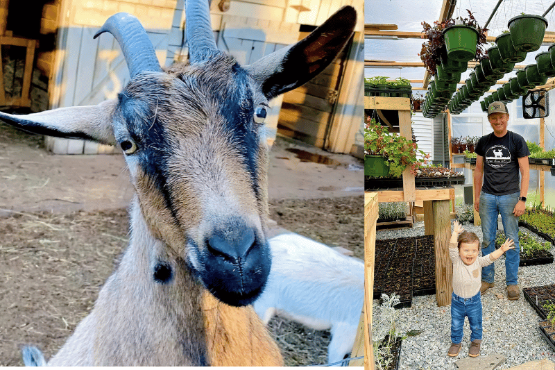 Rosie the goat at Rierson Farms