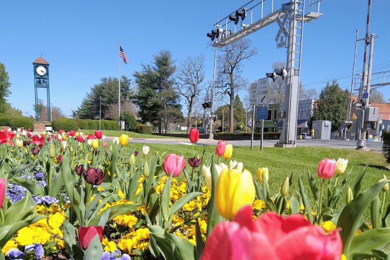 Tulips in downtown Thomasville NC