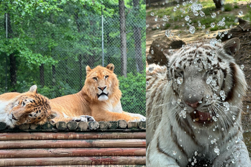 Lions and tigers napping at TigerWorld