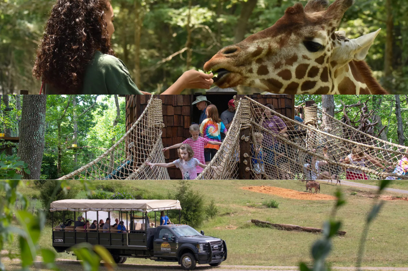 Giraffe deck, treehouse trek, and Zoofari at the North Carolina Zoo