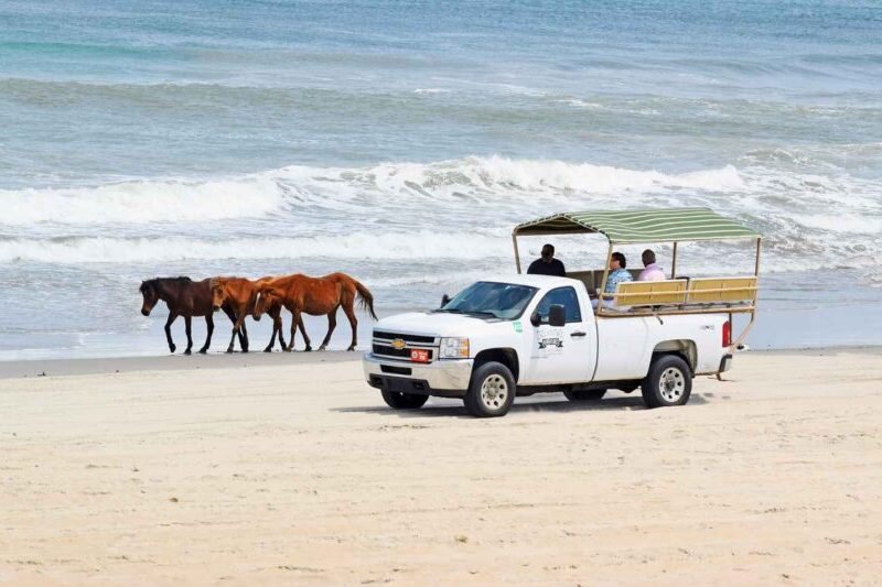 Wild Horse Tour in the Outer Banks
