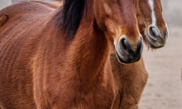 How to see the Wild Horses in the Outer Banks