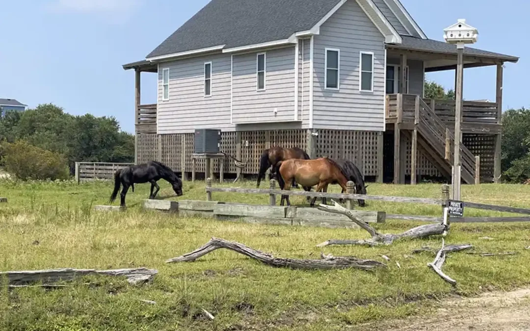 Best Wild Horse Tours in the Outer Banks