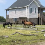 Best Wild Horse Tours in the Outer Banks