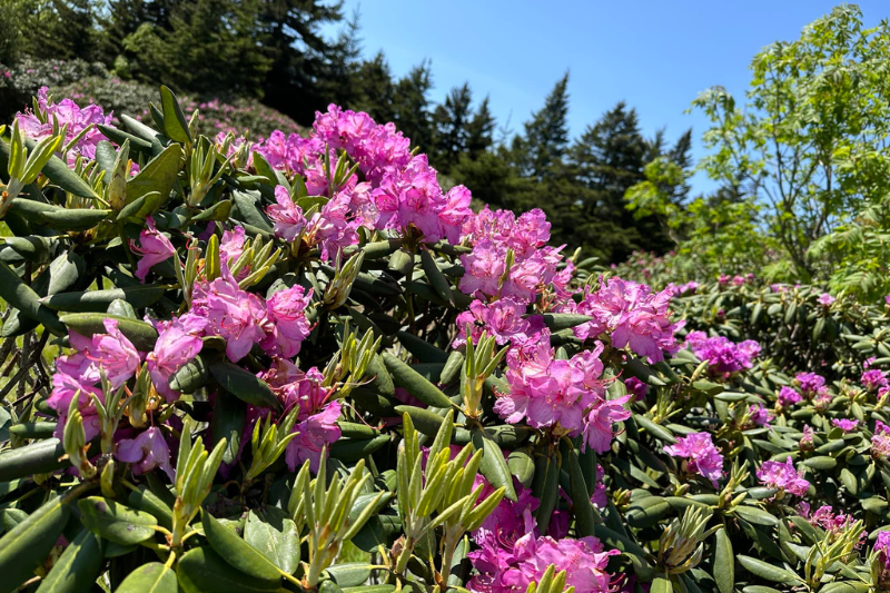 Rhododendrons in North Carolina