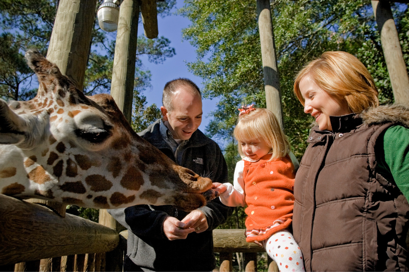 Kids feeding giraffes