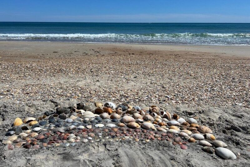 Bounty of seashells on the Outer Banks