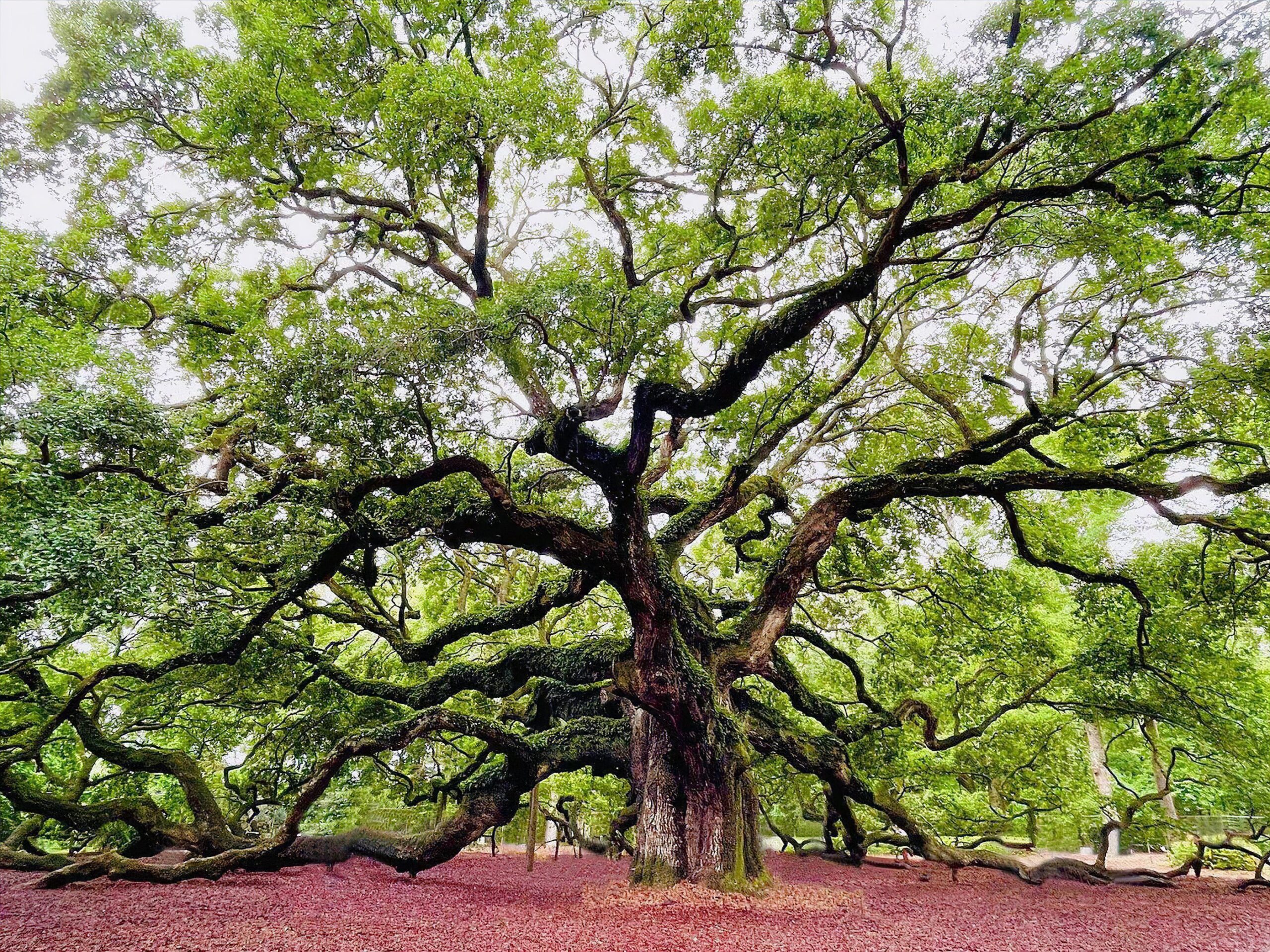 Angel Oak Tree on Johns Island SC