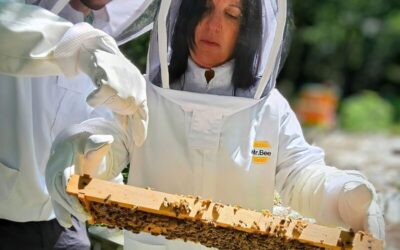 Unionville Beekeeping Experience: Smoke Out the Hive!