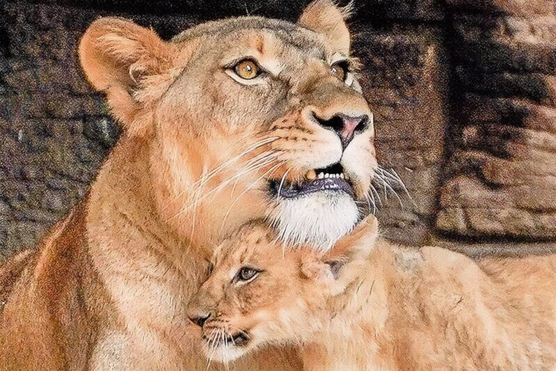 Mama and baby lion at the zoo