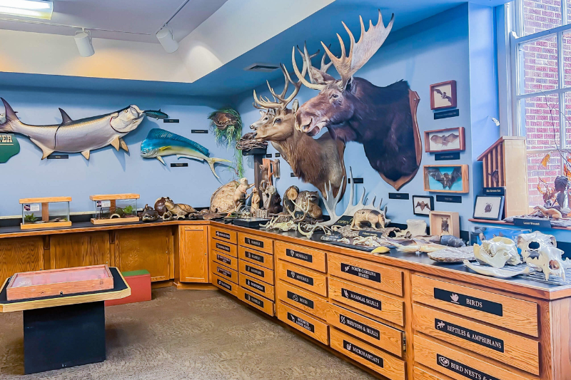 Fossil display and animal exhibit at the Catawba Science Center, one of our favorite family-friendly fall 2024 destinations