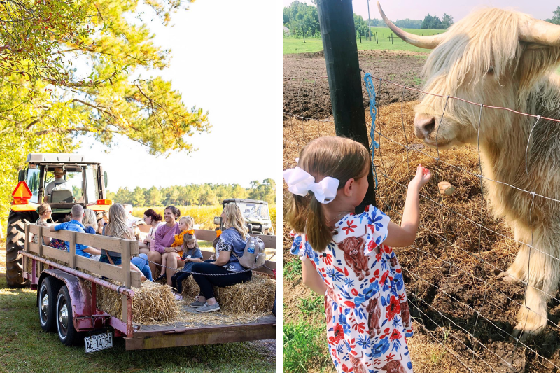 Take a hayride at Gregory Farms Fall Festival | Currie and Fall Open Farm Day at Agape Farm | Watha