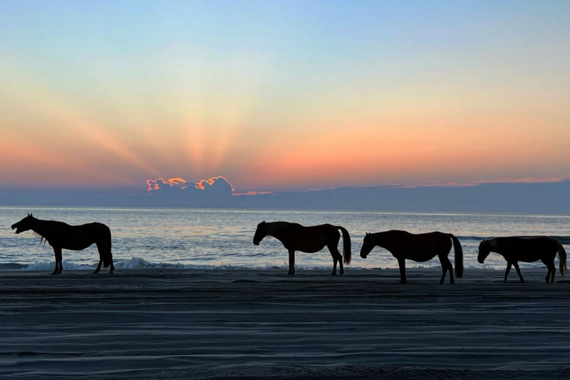 Wild horses of Currituck, NC