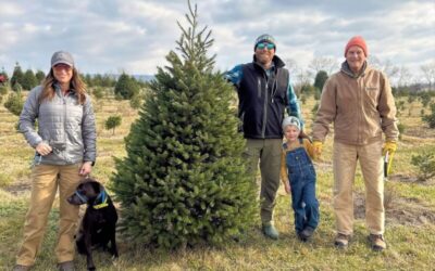 Christmas Tree Country – 4 Amazing Christmas Tree Farms