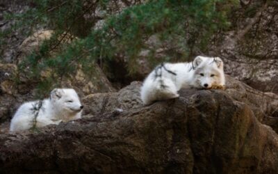 Adventure, Art, and Americana: The Perfect 3-Day Weekend Getaway in Randolph County