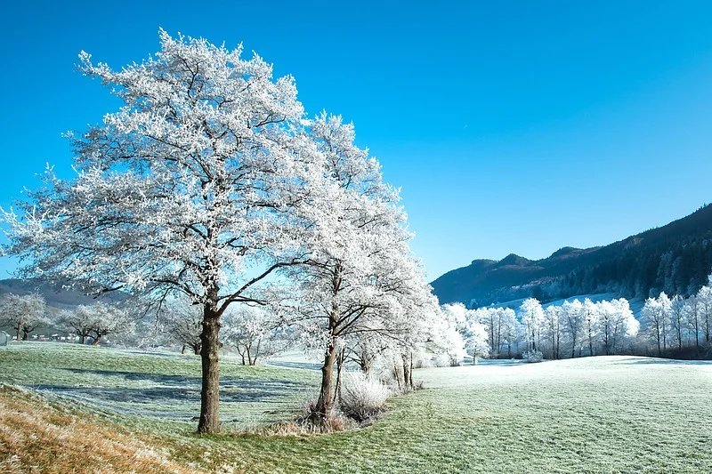 Trees frosted in the winter