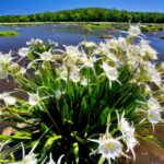 Carolina Blooms: The Best Wildflowers In The Carolinas 