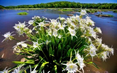 Carolina Blooms: The Best Wildflowers In The Carolinas 