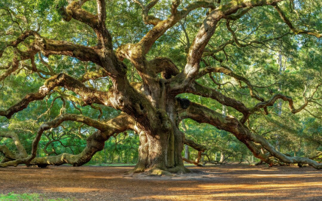 🔑 Discover the Most Majestic Trees in the Carolinas