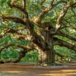 🔑 Discover the Most Majestic Trees in the Carolinas