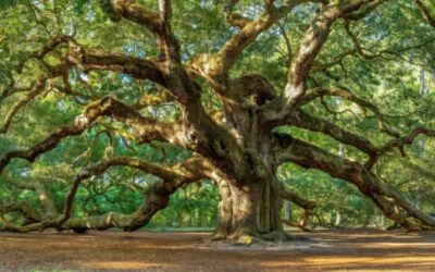 🔑 Discover the Most Majestic Trees in the Carolinas