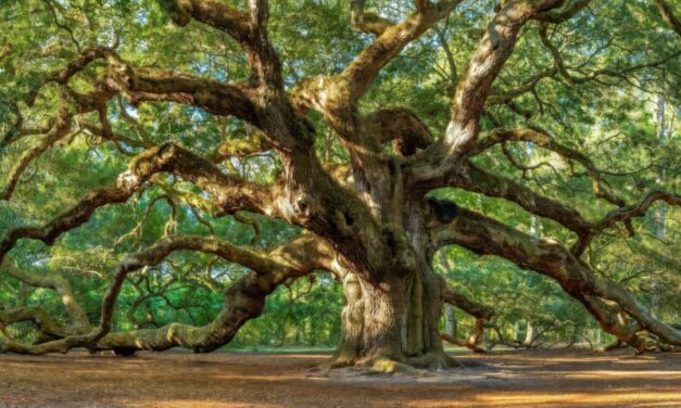 🔑 Discover the Most Majestic Trees in the Carolinas