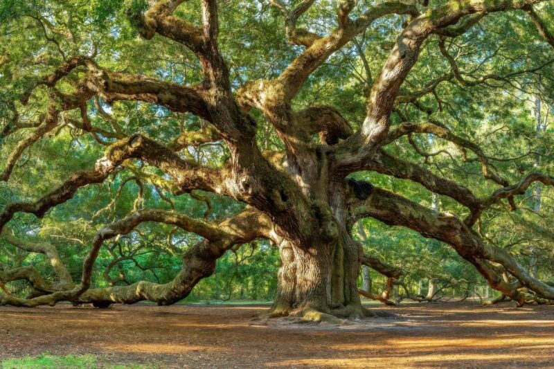 Angel Oak in Charleston, SC