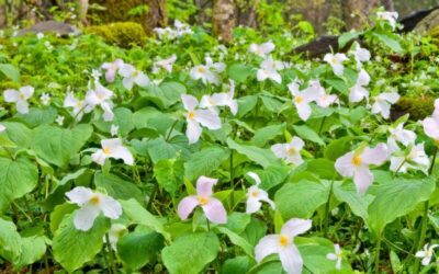 Festivals, Adventures, and Blooming Escapes: Spring Fun in the Carolinas