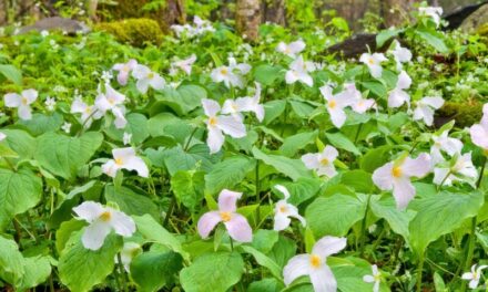 Festivals, Adventures, and Blooming Escapes: Spring Fun in the Carolinas