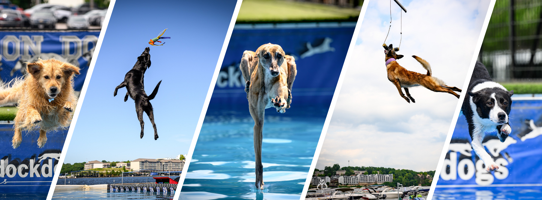 Battleship Splash: Dock Dogs