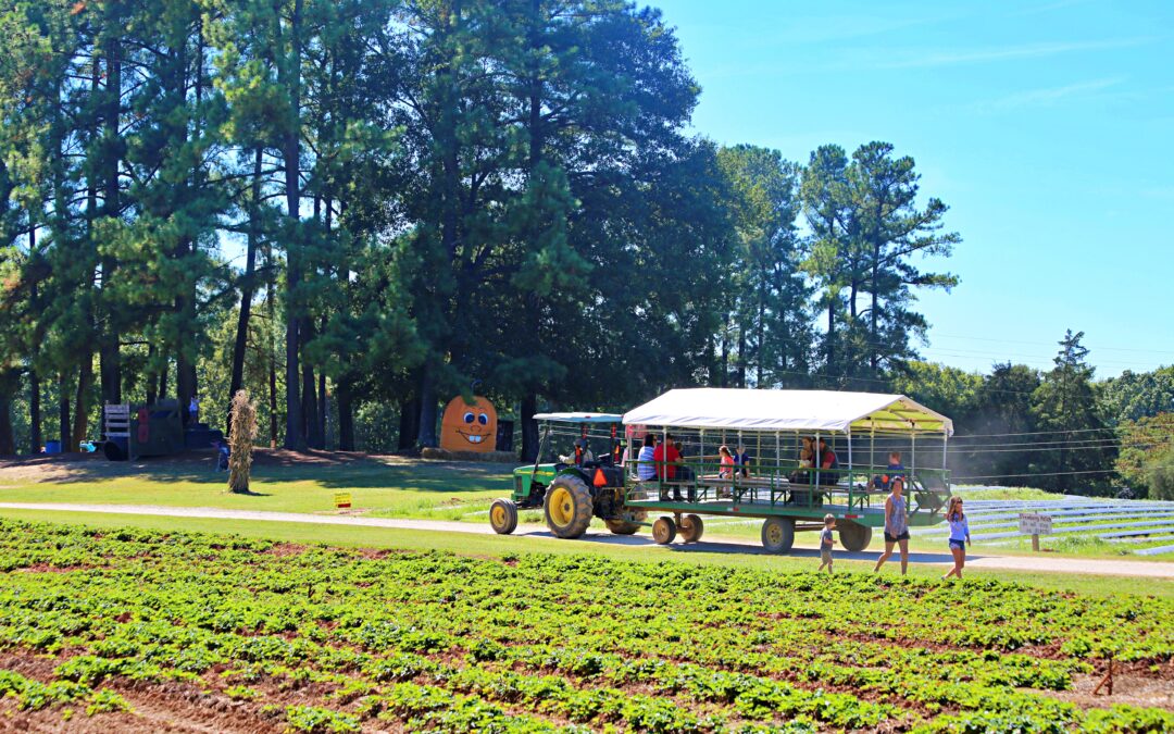 Fall Festivals You Can't Miss!