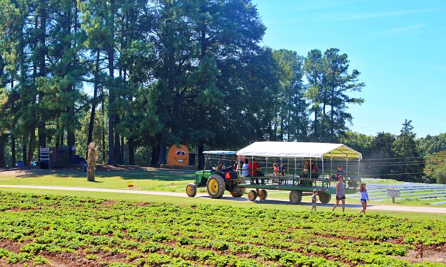Fall Festivals You Can’t Miss!