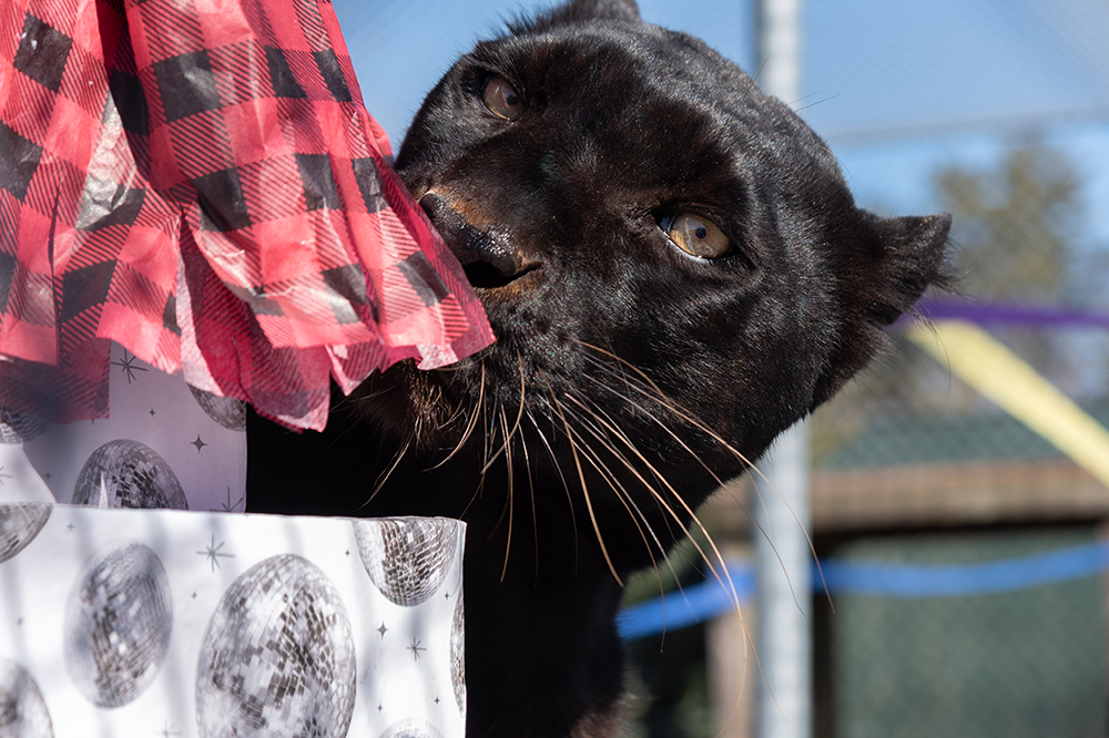 Tree Toss at Animal Park Conservators Center