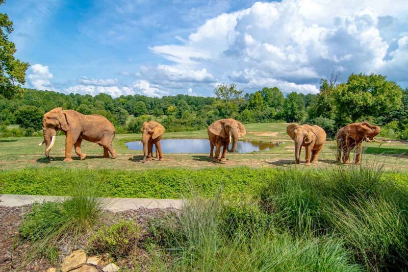 NC Zoo Credit: nczoo.org