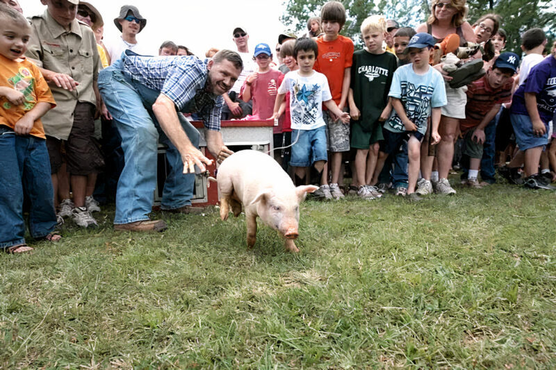 Hillbilly pig